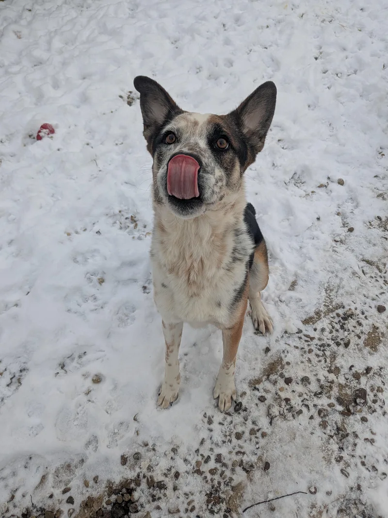 Chandler thumbnail 4