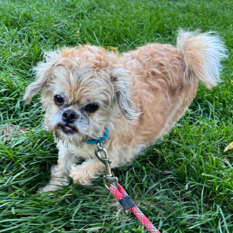 A senior small-sized female Apricot / Beige Mixed Breed dog named Griffy for adoption in Naperville, IL