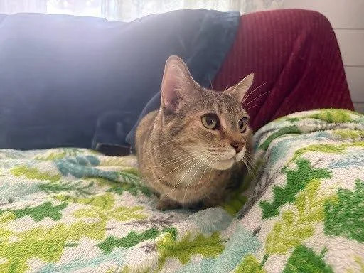 An adult medium-sized female Tabby (Brown / Chocolate) Domestic Short Hair cat named Andrea for adoption in Raleigh, NC
