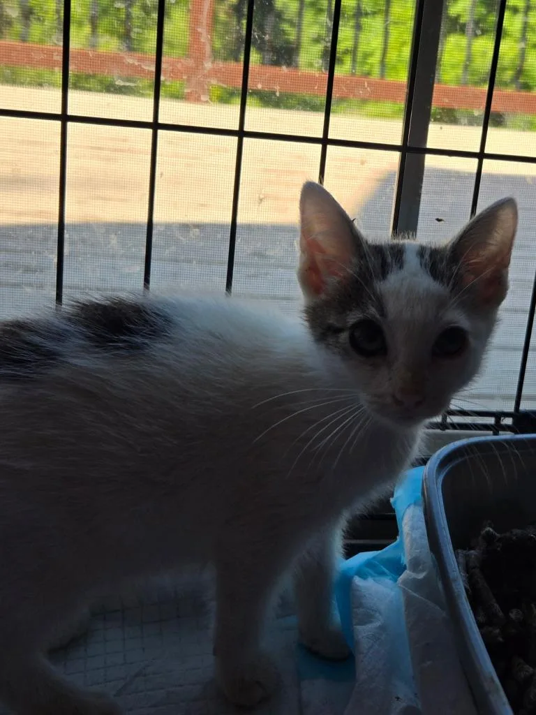 A baby medium-sized male Domestic Short Hair cat named Pepper for adoption in Black River Falls, WI