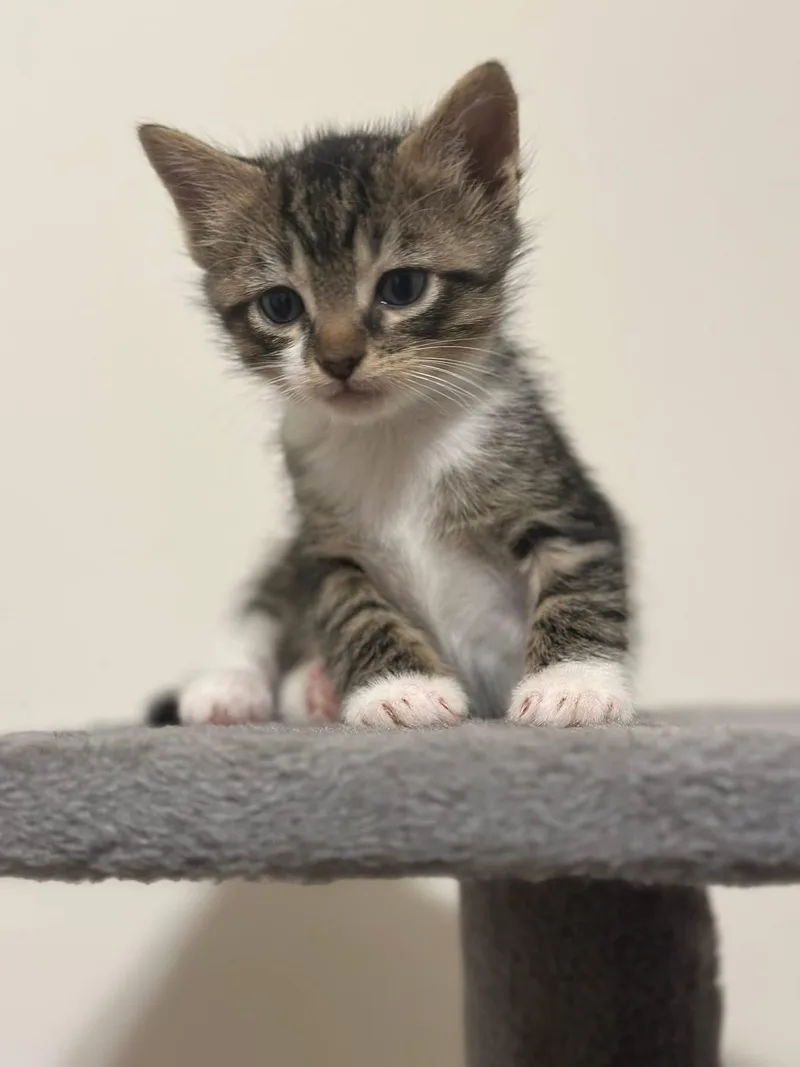 A baby medium-sized male Domestic Short Hair cat named Marcus for adoption in Seneca, SC