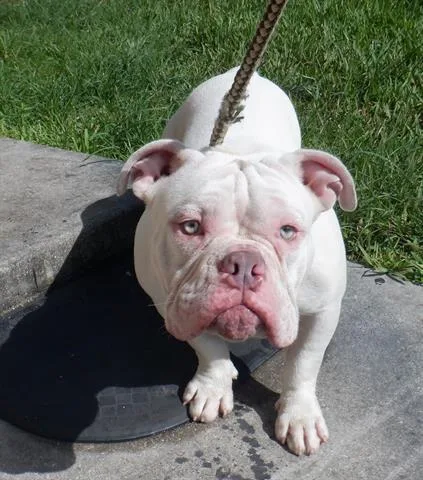 An adult medium-sized male English Bulldog dog named Gordo for adoption in Miami, FL
