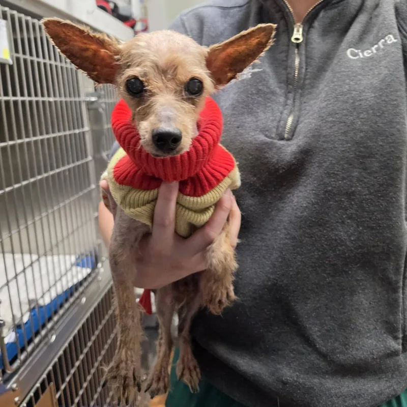 A senior small-sized male Yorkshire Terrier dog named Toodles for adoption in Hermiston, OR
