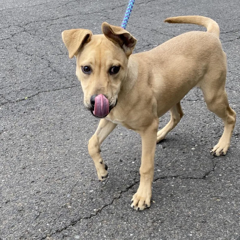 A young medium-sized female Red / Chestnut / Orange Mixed Breed dog named Josie for adoption in Spokane, WA
