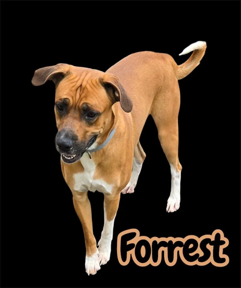 Forrest
