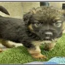 A baby small-sized female Brown / Chocolate German Shepherd Dog dog named Pancake for adoption in Northbrook, IL