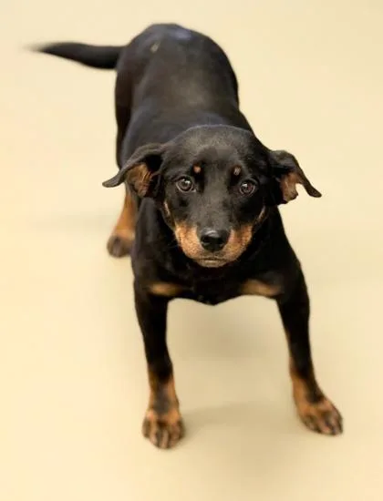 An adult medium-sized female Cardigan Welsh Corgi dog named Mocha for adoption in Bowling Green, KY