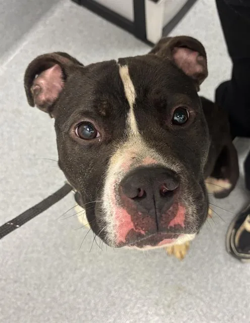 An adult medium-sized male Pit Bull Terrier dog named Oliver for adoption in Indianapolis, IN