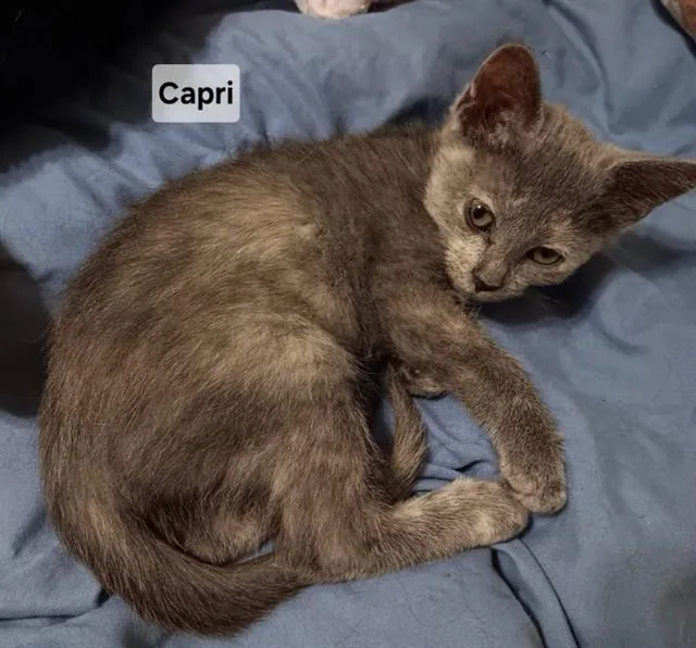 A baby small-sized female Domestic Short Hair cat named Capri for adoption in Peoria, IL