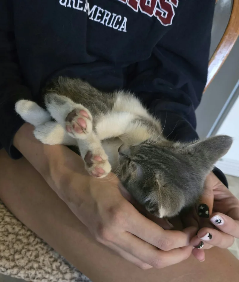 A young medium-sized male Domestic Short Hair cat named Hot Friday or Julian for adoption in Merrillville, IN
