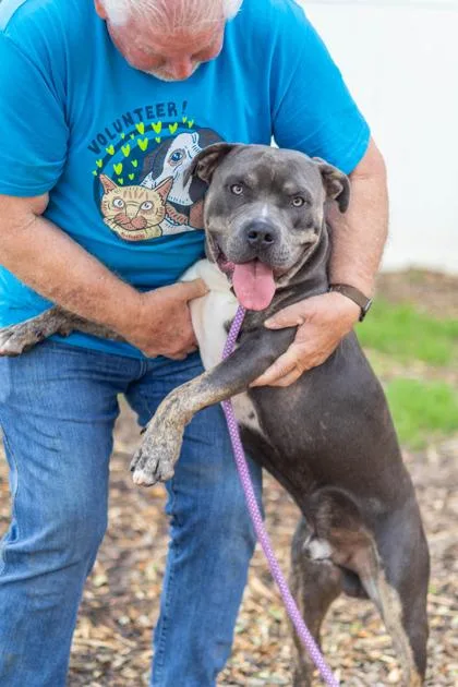 An adult large-sized male Mixed Breed dog named Shmook for adoption in Chamblee, GA