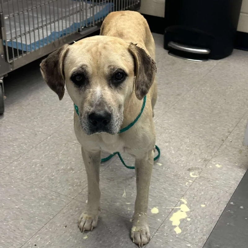 A young medium-sized male Pit Bull Terrier dog named Peacemaker for adoption in Bastrop, TX