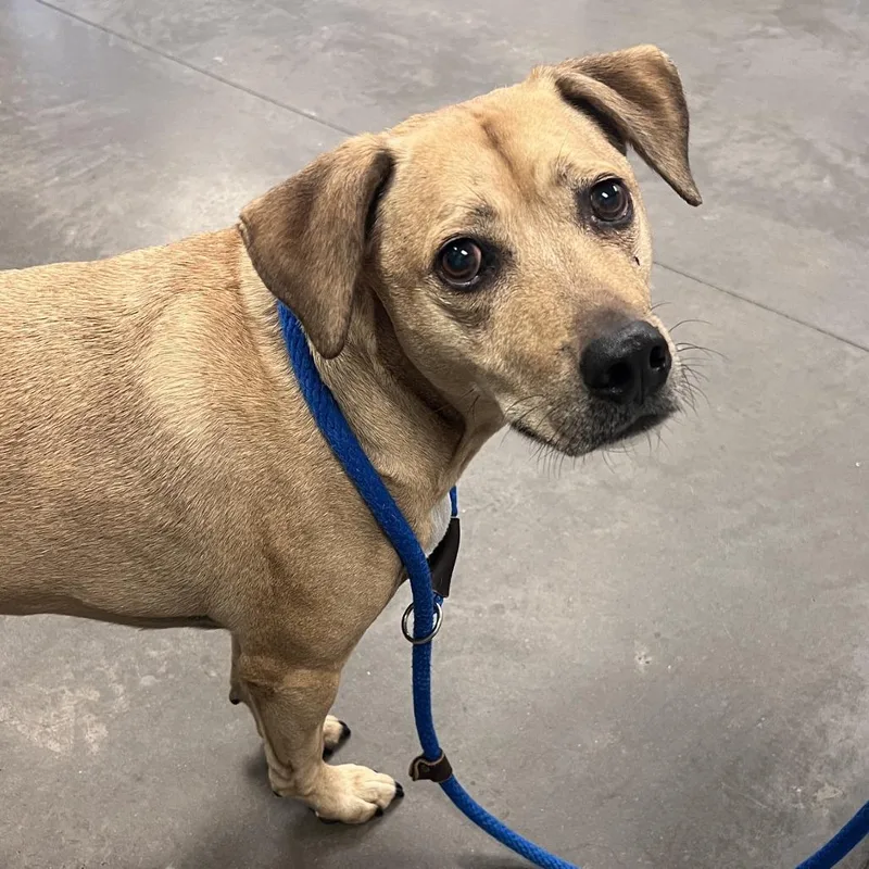 A senior medium-sized male Mixed Breed dog named Buddy for adoption in Pittsburgh, PA