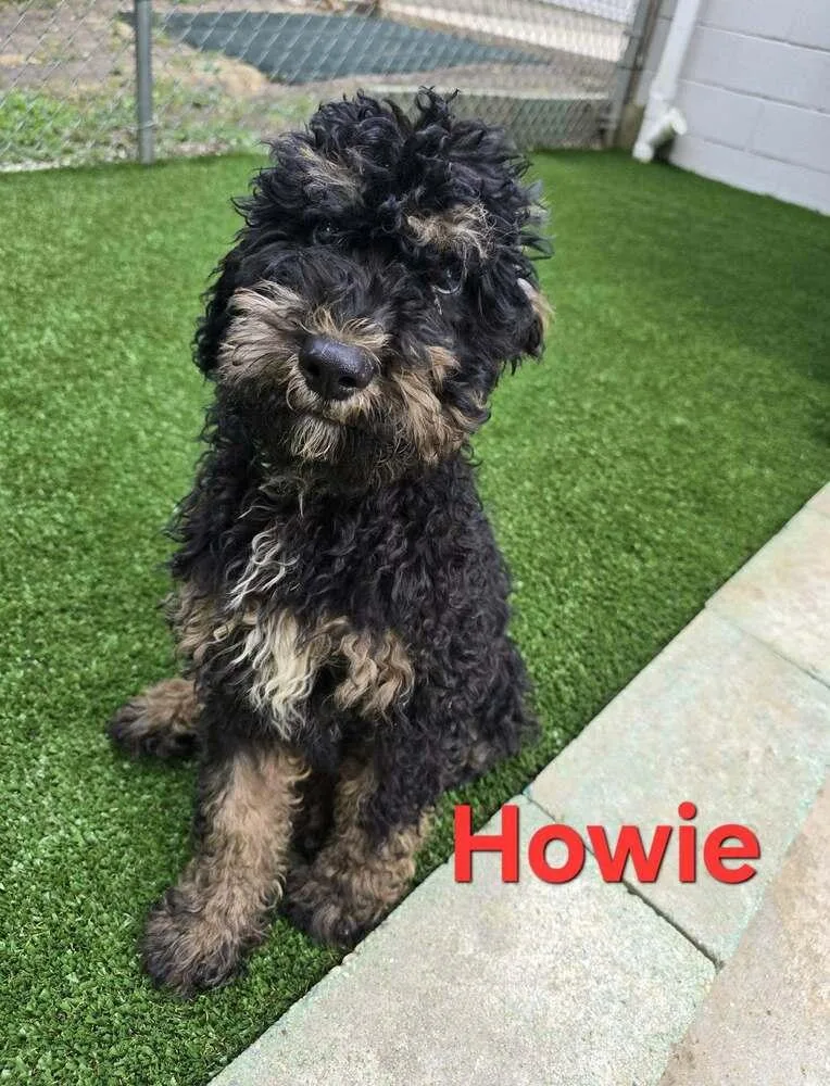 Howie thumbnail 2