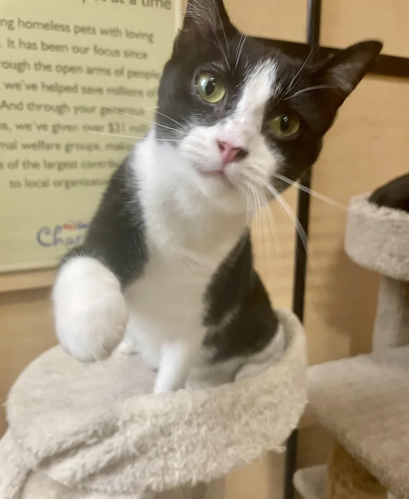A young medium-sized female Black & White / Tuxedo Domestic Short Hair cat named Alexandria for adoption in Barrington Hills, IL