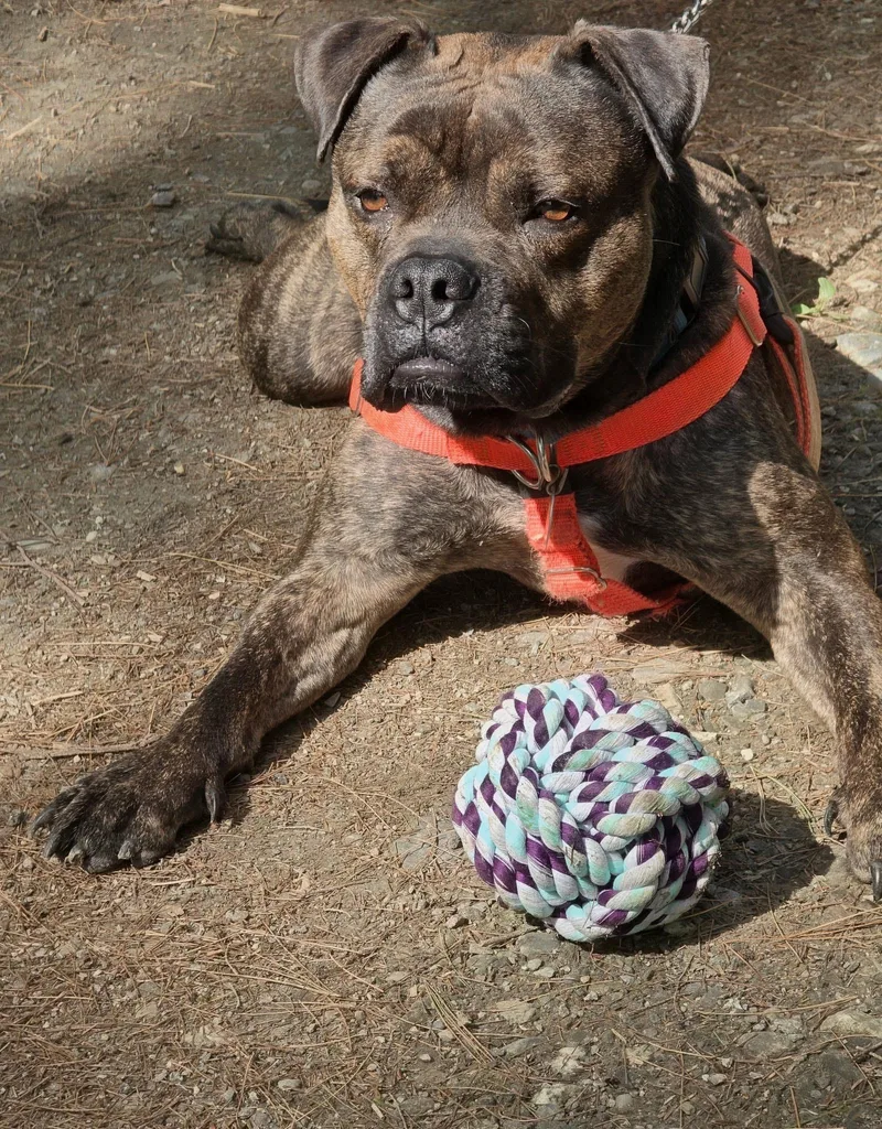 An adult medium-sized male Brindle Bulldog dog named Rusell for adoption in Vassalboro, ME