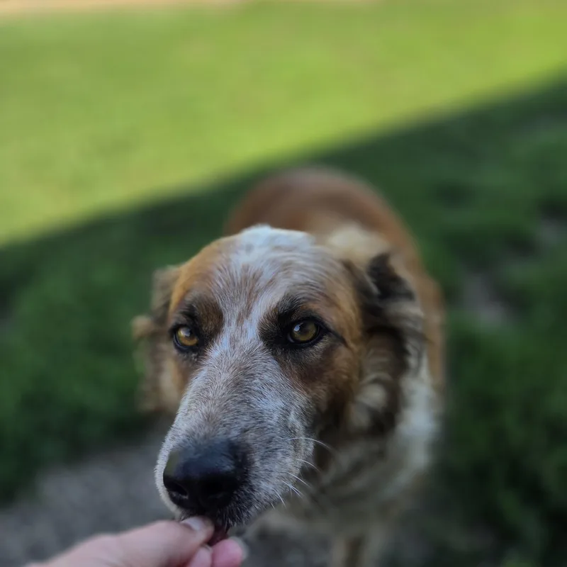An adult large-sized female Red / Chestnut / Orange Border Collie dog named Stella for adoption in Brookings, SD
