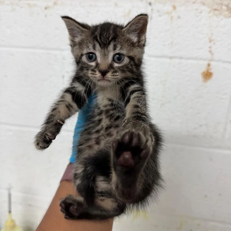 A baby small-sized female Brown / Chocolate Domestic Short Hair cat named Feta for adoption in Edinburg, TX