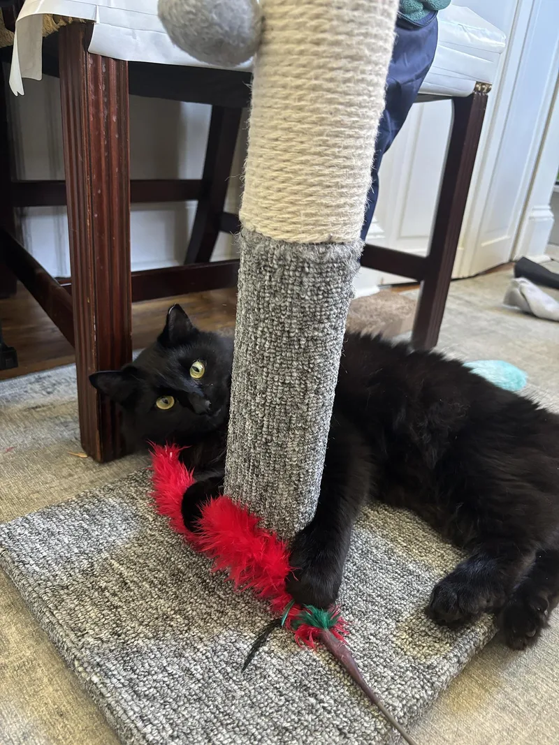 A young medium-sized female Domestic Medium Hair cat named Biscuits Baltimore for adoption in Philadelphia, PA