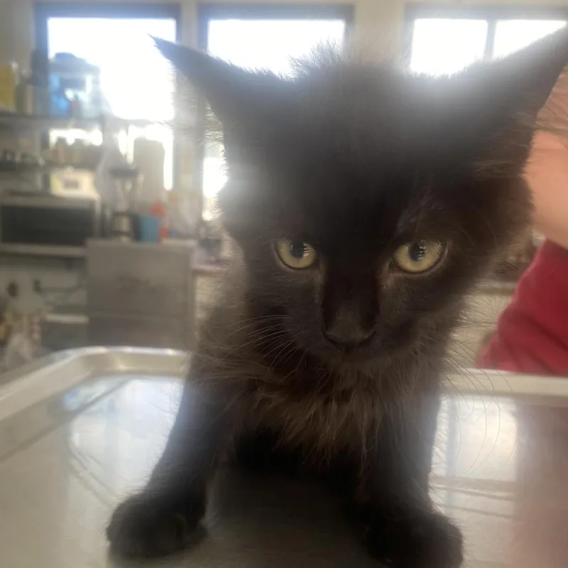A baby small-sized male Black Domestic Short Hair cat named Wesley for adoption in Chapel Hill, NC