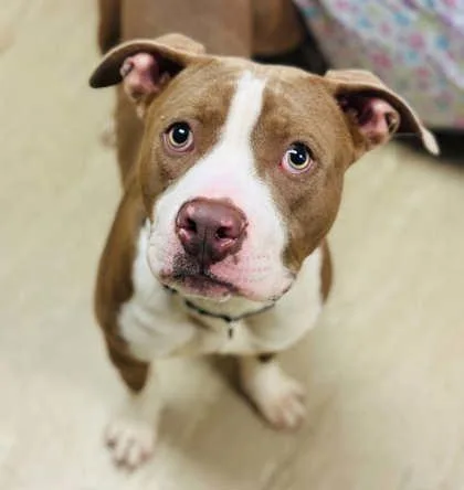 An adult large-sized male Mixed Breed dog named Teddy for adoption in West Chester, PA