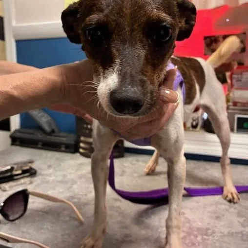 An adult small-sized female White / Cream Chihuahua dog named Reba for adoption in Stanhope, NJ