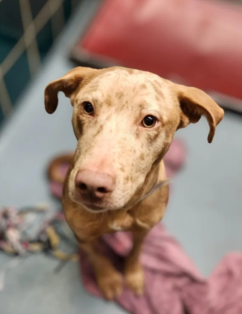 A young medium-sized male Catahoula Leopard Dog dog named Samy for adoption in Houston, TX