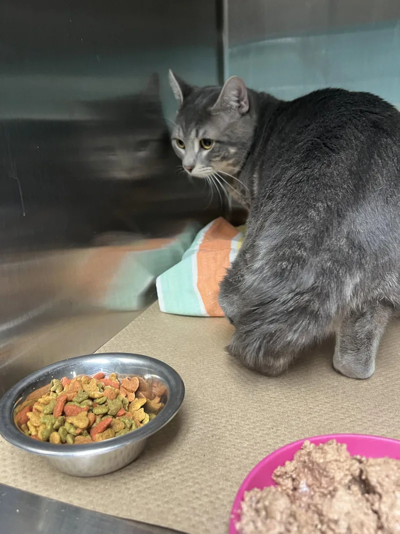 An adult medium-sized male Domestic Short Hair cat named Zeus for adoption in Trenton, NJ