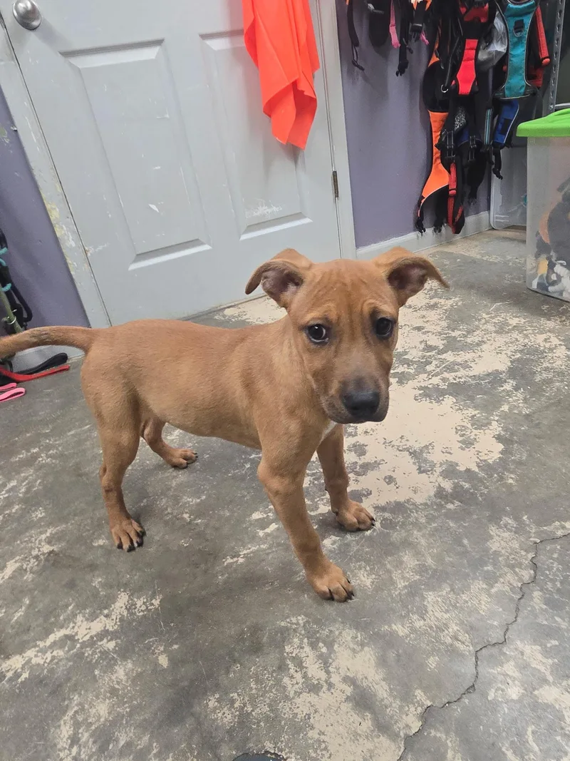 A baby large-sized female Golden Mixed Breed dog named Bambi for adoption in Saint Marys, PA