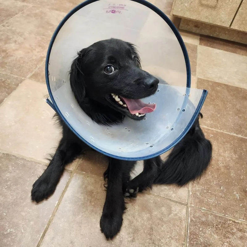 A young small-sized male Black Border Collie dog named Cash Bear for adoption in New Orleans, LA