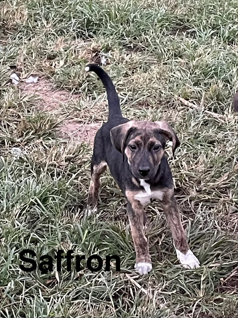 A baby medium-sized female Black Mouth Cur dog named Saffron for adoption in Topeka, KS