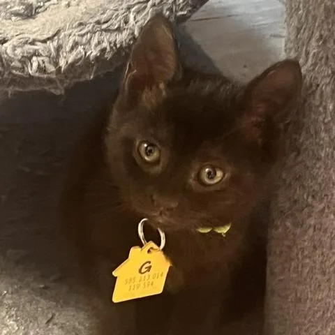 A baby small-sized female Black Domestic Short Hair cat named Garnet for adoption in Springfield, MA