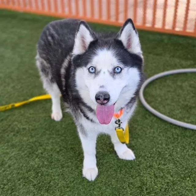 An adult medium-sized female Siberian Husky dog named Belle for adoption in Las Vegas, NV