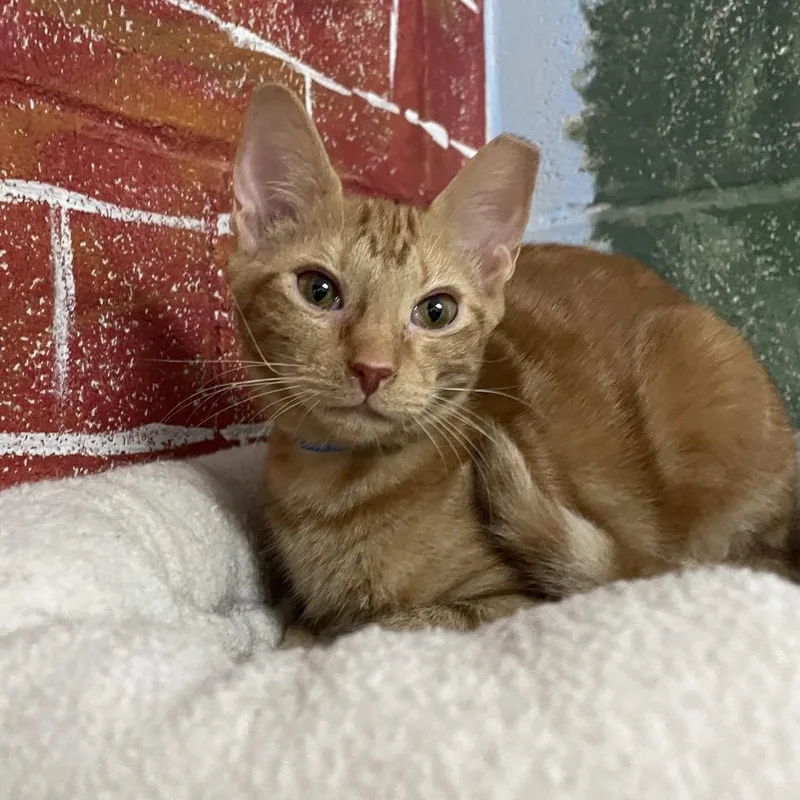 A young small-sized male Domestic Short Hair cat named Jake for adoption in Laredo, TX