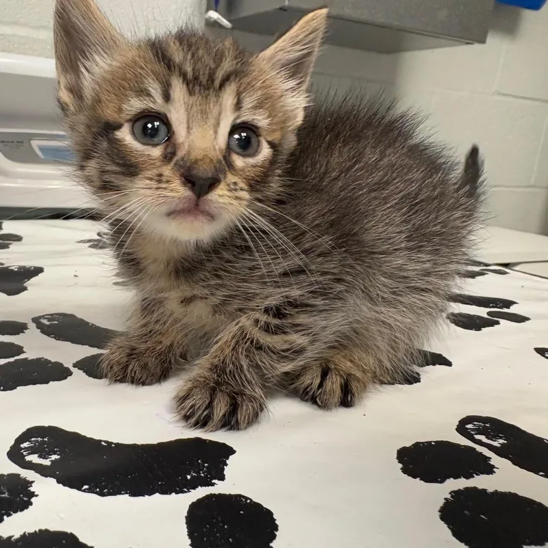 A baby small-sized female Domestic Short Hair cat named Dumpling for adoption in Birdsboro, PA