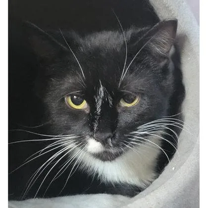 An adult medium-sized male Domestic Short Hair cat named Arnie Southgate for adoption in Hudson, MA