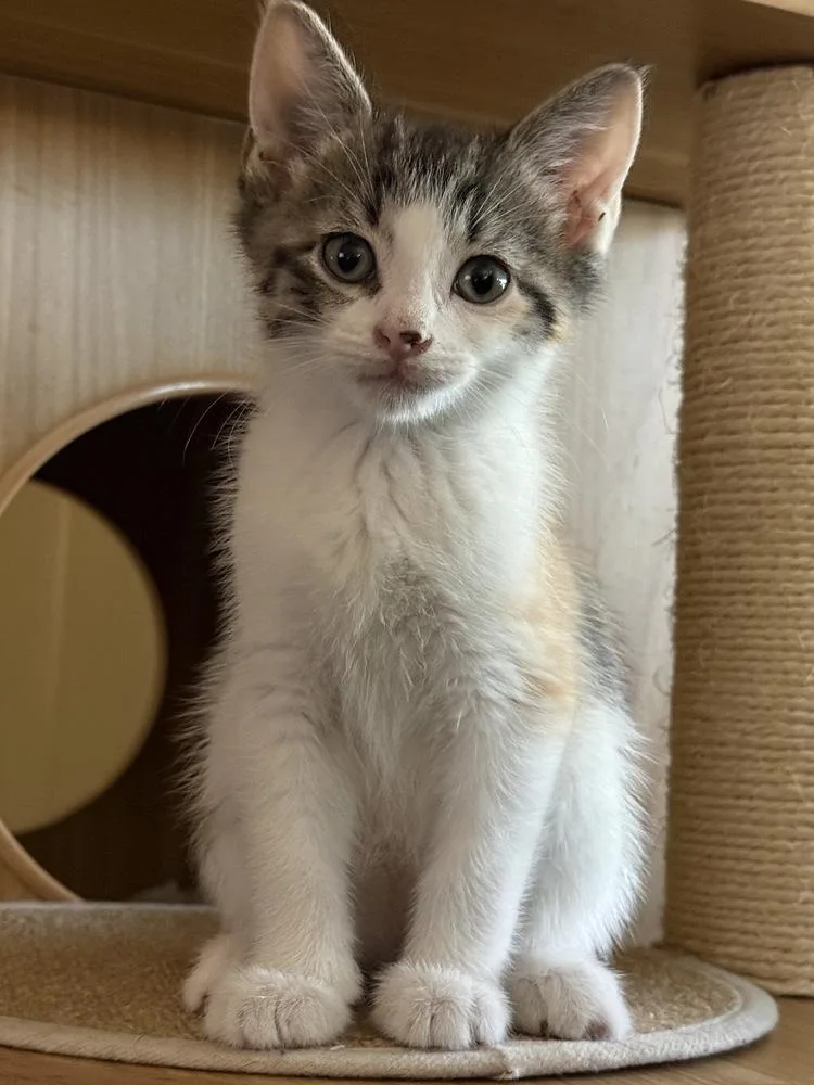 A baby small-sized female Domestic Short Hair cat named Sunny Side Up for adoption in Dallas, TX