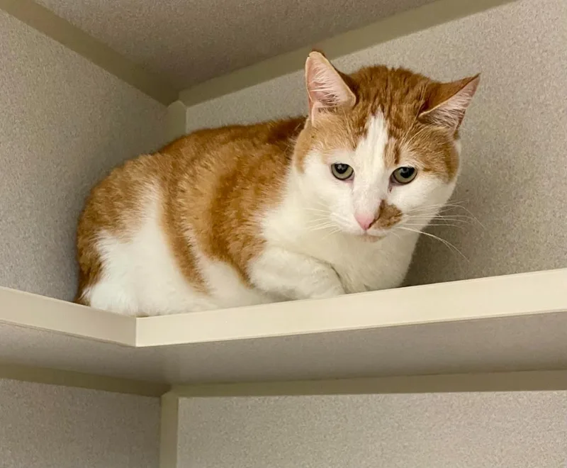 A senior medium-sized male Domestic Short Hair cat named Dumpling for adoption in Bloomington, IN