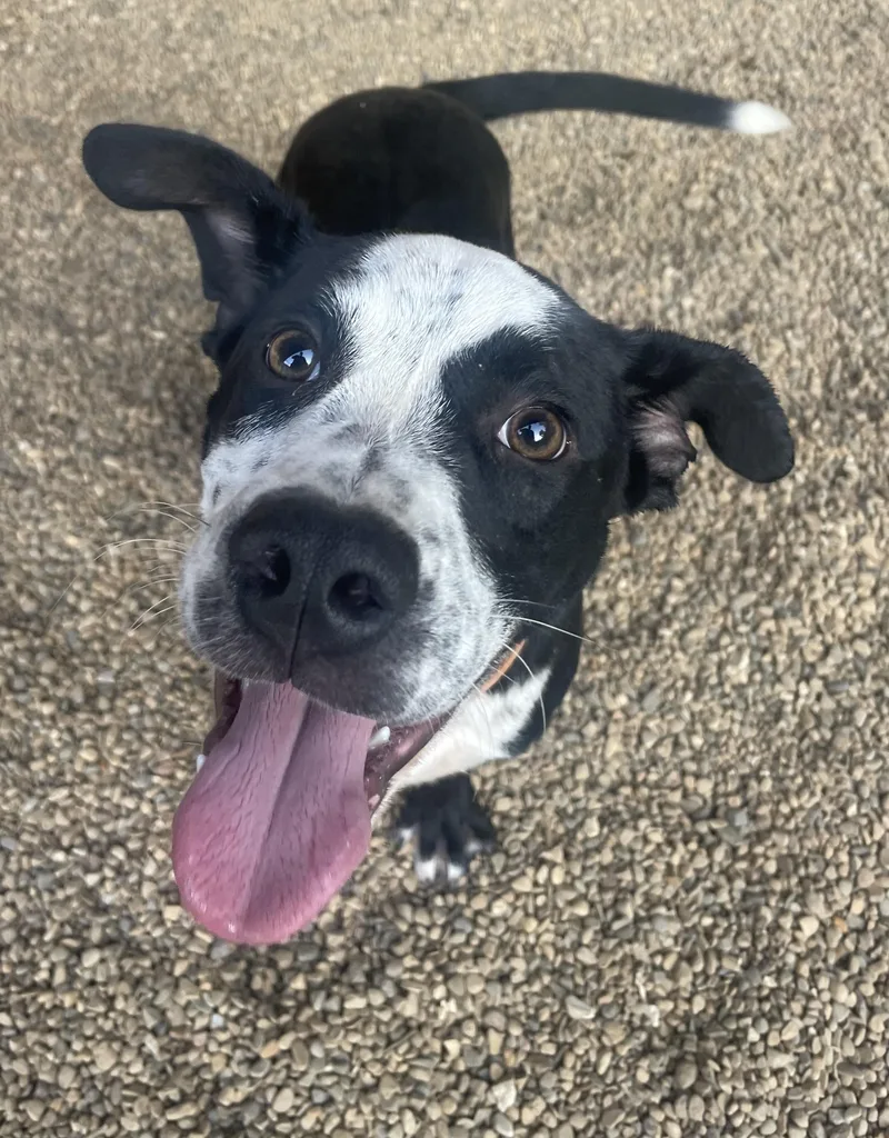 A young medium-sized male Black Mixed Breed dog named Apollo for adoption in Lacon, IL