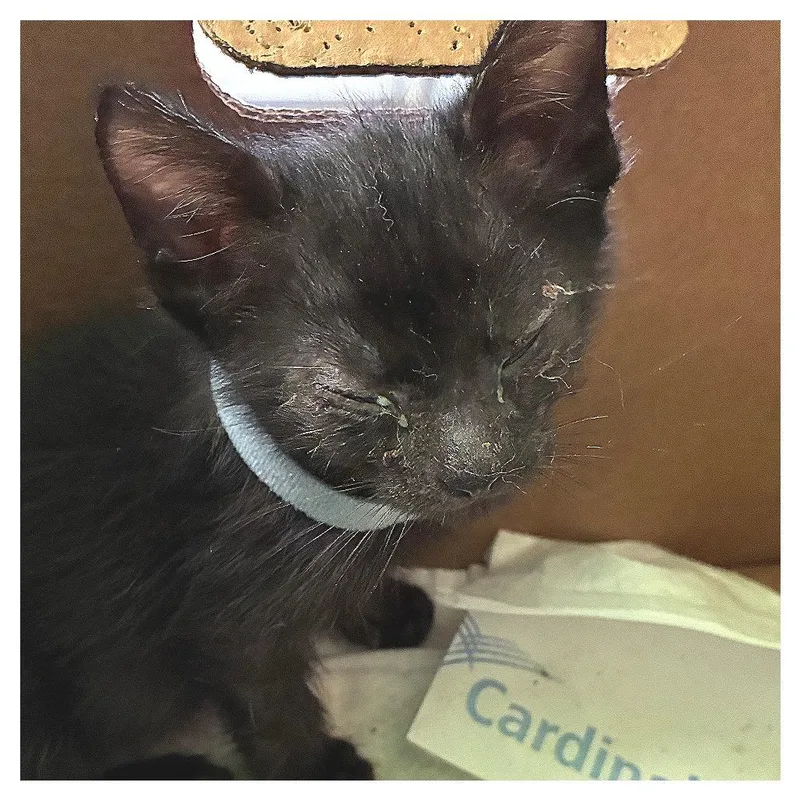 A baby small-sized female Black Domestic Short Hair cat named Light Blue Collar for adoption in Los Angeles, CA