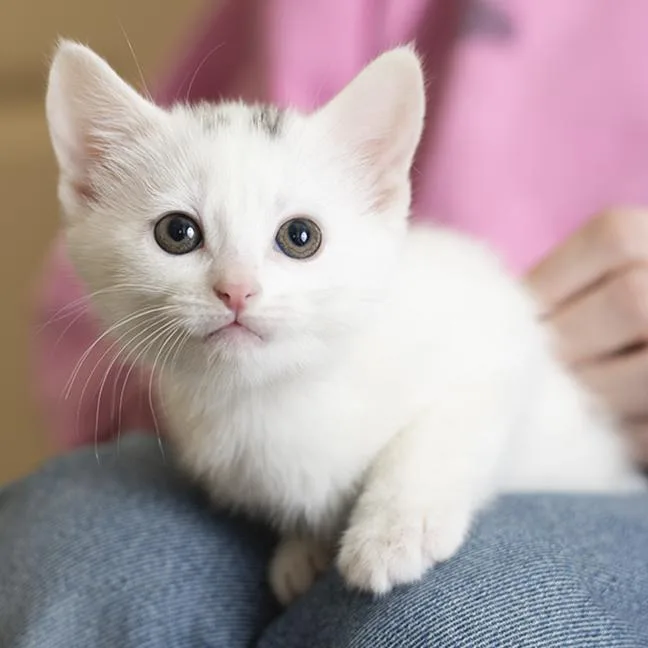 A baby medium-sized female White Domestic Short Hair cat named Scream for adoption in Chicago, IL
