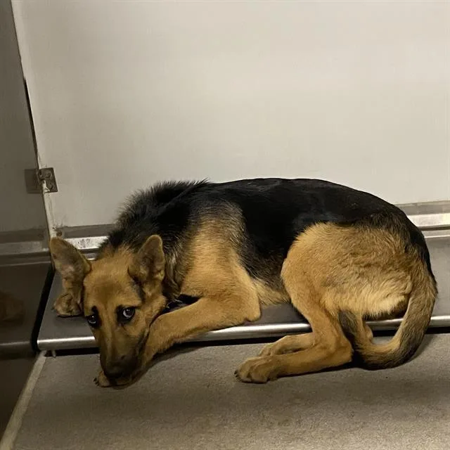 A young large-sized female German Shepherd Dog dog named Mochi for adoption in Modesto, CA