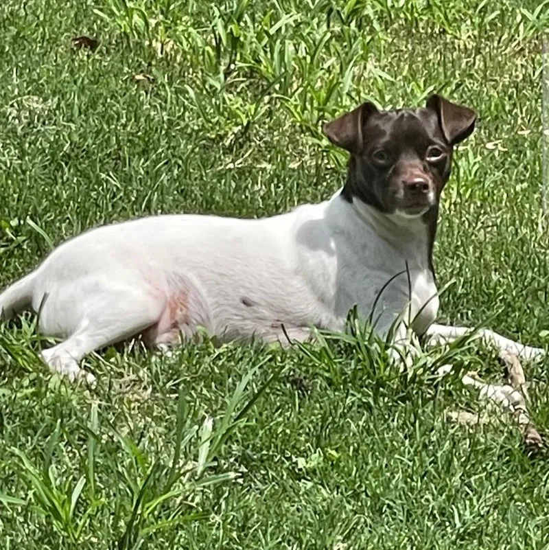 A young small-sized male Brown / Chocolate Rat Terrier dog named Brownie for adoption in CORPUS CHRISTI, TX