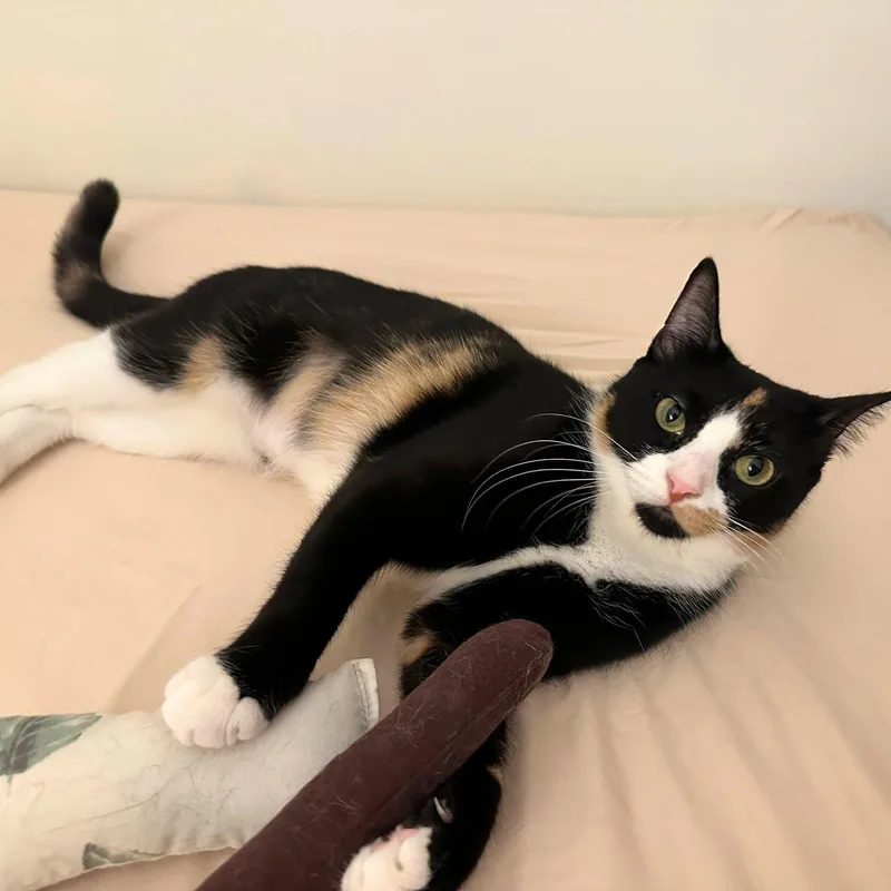 An adult medium-sized female Domestic Short Hair cat named Chips for adoption in Brooklyn, NY