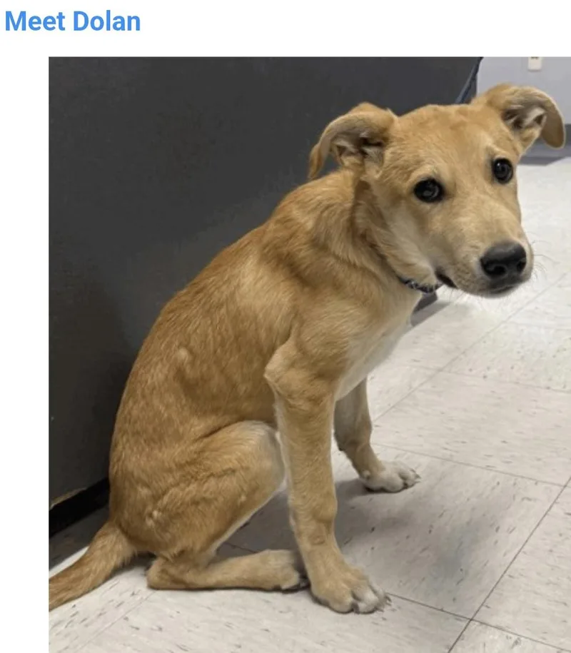A baby medium-sized male Golden Retriever dog named Dolan for adoption in Salt Lake City, UT