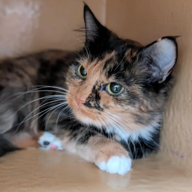 An adult medium-sized female Domestic Medium Hair cat named Candy for adoption in Spokane, WA