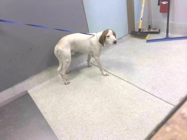 A young medium-sized male Foxhound dog named Gunner for adoption in Tallahassee, FL