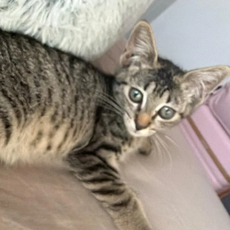 A baby small-sized male Gray / Blue / Silver Domestic Short Hair cat named Stewart for adoption in Phoenix, AZ