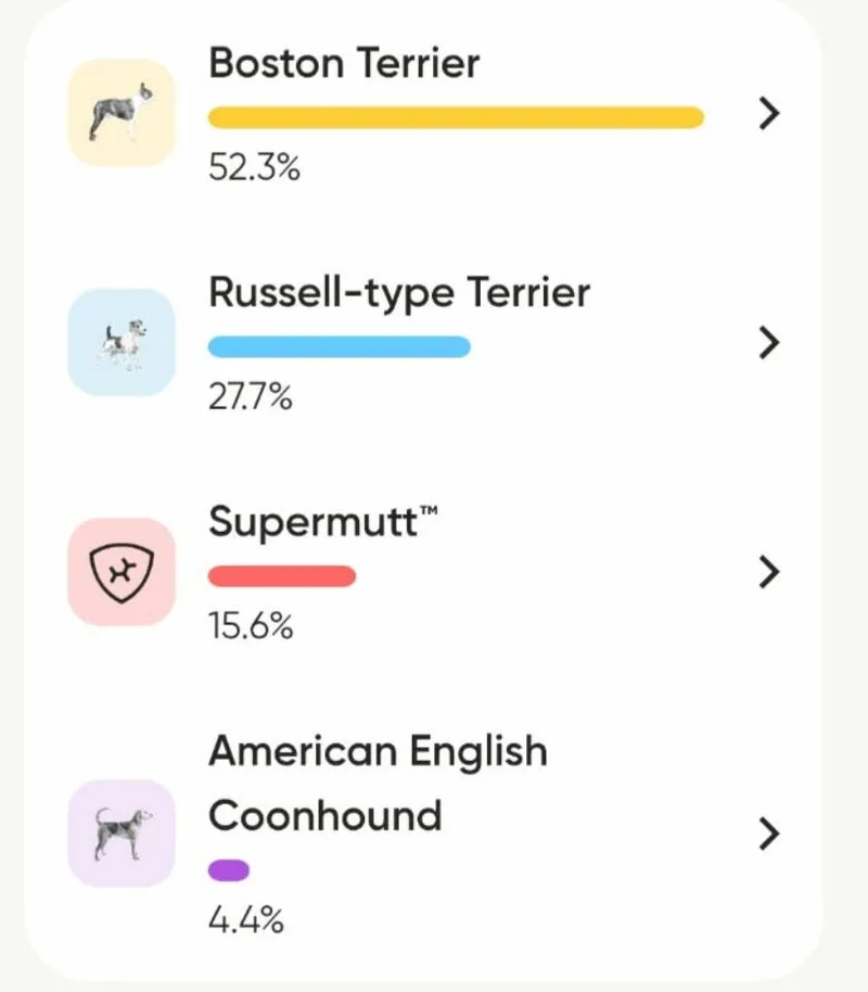 Boston Jack Russell Mix