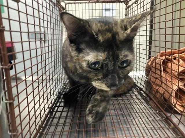 An adult medium-sized female Domestic Short Hair cat named Rosalina for adoption in Long Beach, CA